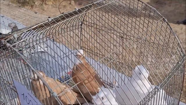 Сельские голуби. 08 10 2023 года.Город Светлоград, ярмарка голубей смотреть онлайн