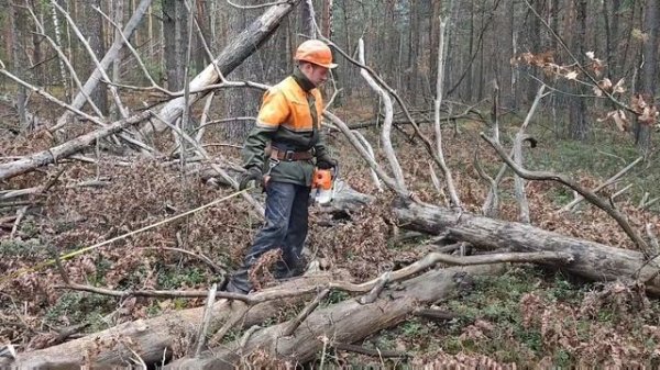Новая Лесосека и очень страшный лес