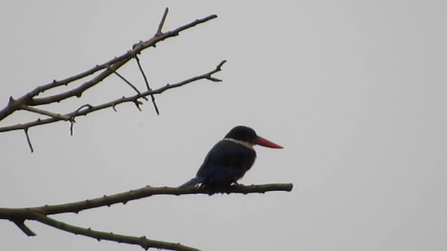 Black-capped Kingfisher in the rain @ Neo Tiew Lane 2. Singapore смотреть онлайн