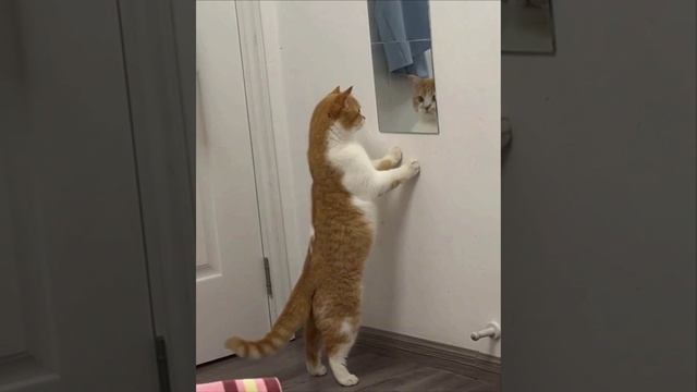 Cute cats 😻 смотреть онлайн