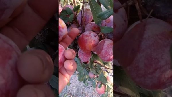 Слива Октобер Сан (October Sun)