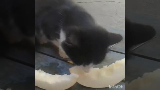 Кот кушает дыню смотреть онлайн
