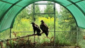 В «Воронье Гнездо» орлов привалило