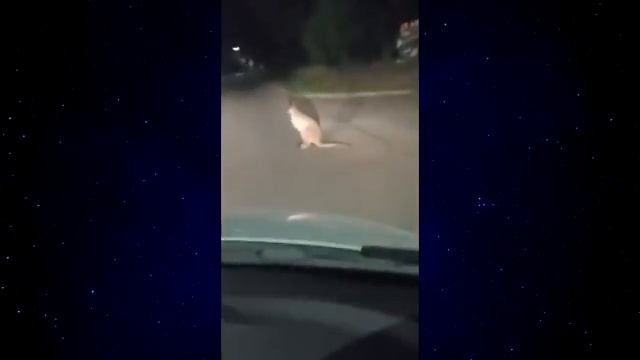 сборник приколов часть 2🤣🤣 смотреть онлайн