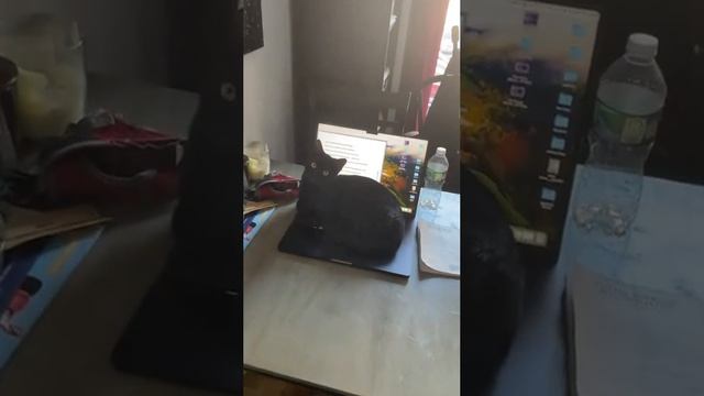Cute cats 😻 смотреть онлайн
