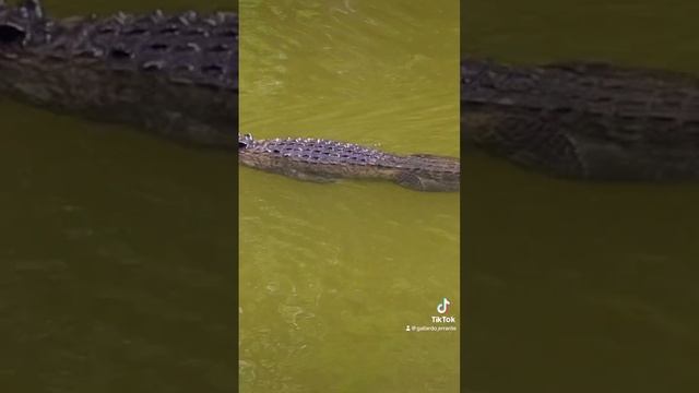 Te pillamos po compadre 🐊📸🇺🇸#caiman #travel #traveling #aligators #usa #florida смотреть онлайн