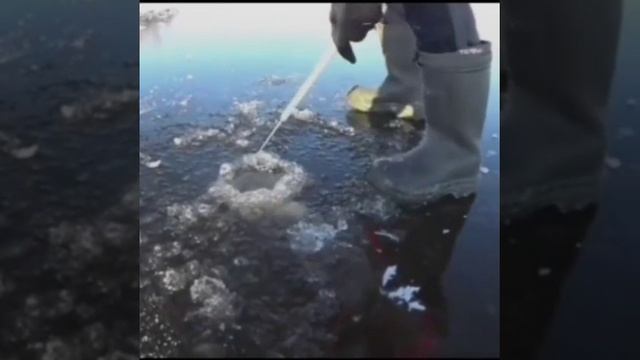 Почти трофейный судак по первому льду 🔥