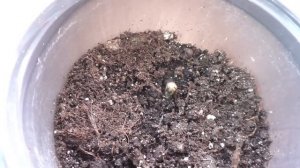 Как я вырастил катран декоративный сердцелистный из семян