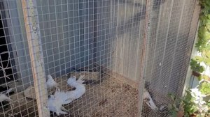 Сельские голуби. 30 10 2021г в гостях у Сергея Ильича.Станица                   Расшеватская