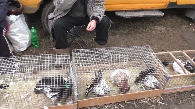 26 02 2023 года, часть 2 г Кропоткин ярмарка голубей декоративных птиц. смотреть онлайн