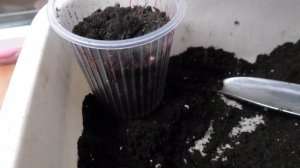 Посев гравилата на рассаду, первые всходы.