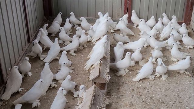 Казгулак, голуби - Алексея, Благодарненские - бойные.8 909 773 57 12 смотреть онлайн