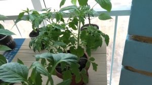 Почему на моей рассаде так рано появились бутоны