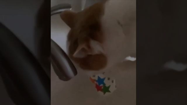 Cute cats 😻 смотреть онлайн