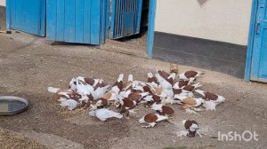 сельские голуби. 14 11 2021г в гостях у Анатолия с Сотниковское.