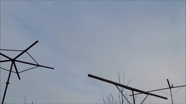 Сельские голуби, бойные голуби. Обзор голубей, кормление с руки. 8 988 104 82 52 Владимир. смотреть онлайн