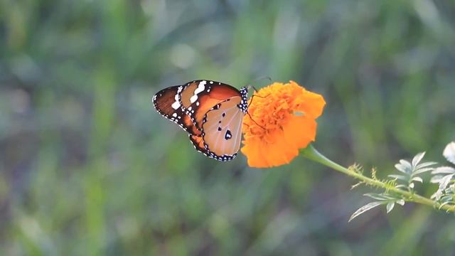 Butterfly смотреть онлайн