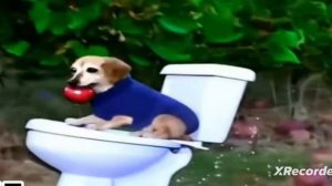 собака с яблоком