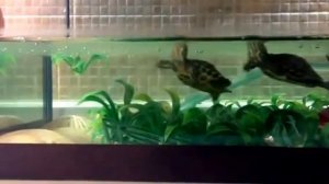 Красноухие черепахи