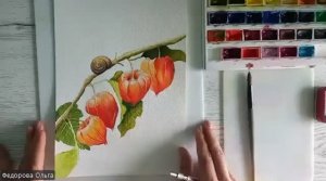 Акварель. Физалис