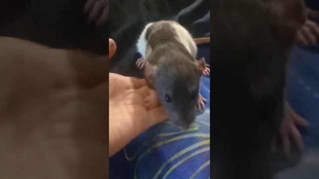 Мои миленькие Крысы🤭 смотреть онлайн