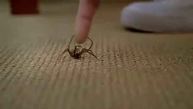 Не бойтесь пауков )).mp4 смотреть онлайн