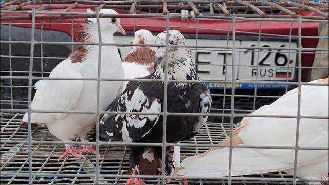 Сельские голуби. 9 09 2022 года птичий рынок города Пятигорска. смотреть онлайн