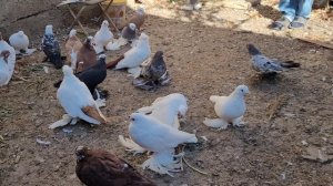 Сельские голуби. 26 10 2021г Туркменский район в гостях у Марата.Заводчика благодарненских .
