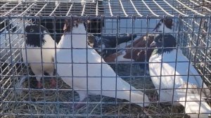 Сельские голуби.Краснодар.Ярмарка голубей, часть 1.