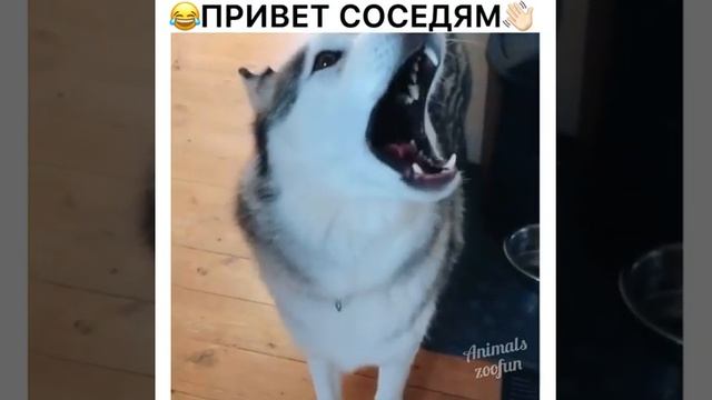 просто хаски поют песню под губную гармошку. just huskies sing a song to a harmonica. смотреть онлайн