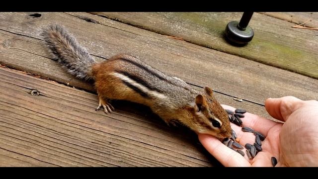 покормите голодного бурундучка !!! Hungry Chipmunk ! смотреть онлайн