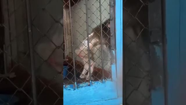 Почему обезьяны в таком жалком состоянии? Шымкентский зоопарк ответил на критику смотреть онлайн