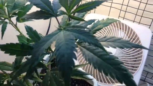 600 watt HPS Flower/Veg Update -Day 12 + Jack Showcase смотреть онлайн