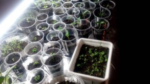 Подсветка рассады. Теория и практика (часть 1)