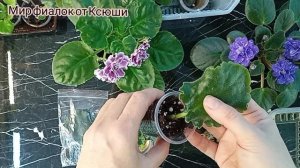 Результат укоренения листов