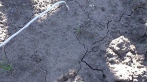 Как я вырастил овсяницу сизую из семян