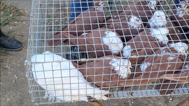 22.09.2024 года. Ярмарка в городе Ипатово. смотреть онлайн