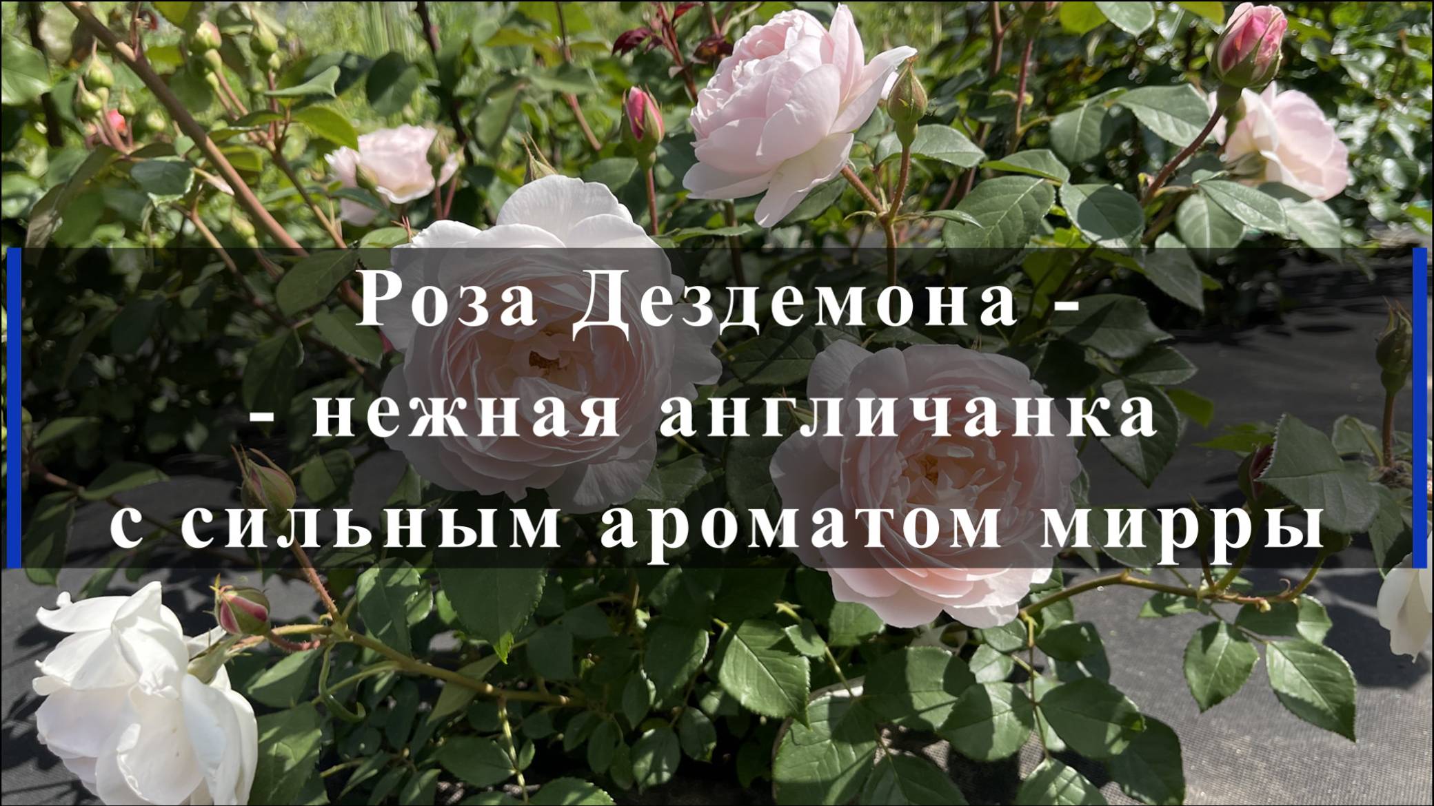 Роза Дездемона -- нежная англичанка с сильным ароматом мирры смотреть онлайн