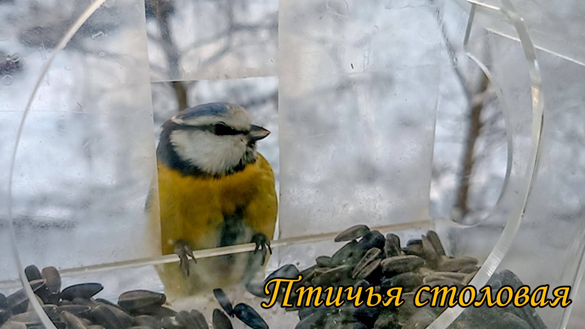 Птичья столовая смотреть онлайн
