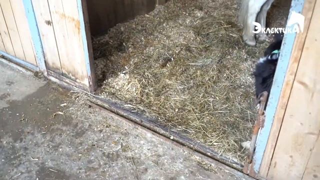 Собака сама заводит пони в денник! Лагерь Эклектика смотреть онлайн