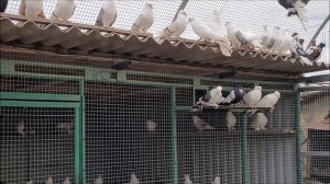 Сельские голуби. 3 12 2021г с Донское в гостях у Александра. Николаевские голуби красно плечии.