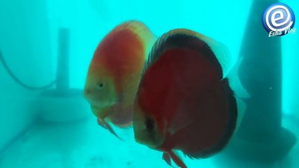 DISCUS RED COVER BLUE RIM
