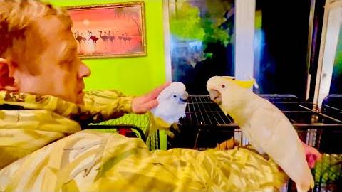 Я в ШОКЕ! Олег Зубков пришел проведать новый дом попугаев и то, как они себя вели ЭТО ЧТО-ТО!!! смотреть онлайн