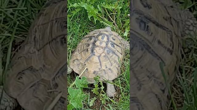 Черепаха готовит место для откладывания яиц. смотреть онлайн