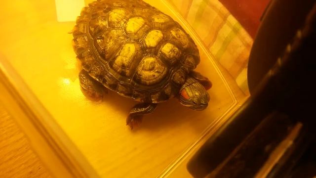 Как дела у черипахи?🐢 Как глаза?! Что с лапами?! смотреть онлайн