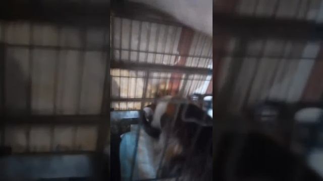 Отдельное кормление 🐱 Пробуем развивать канал !