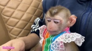 Monkey Diana criticizes her mother's cooking skills