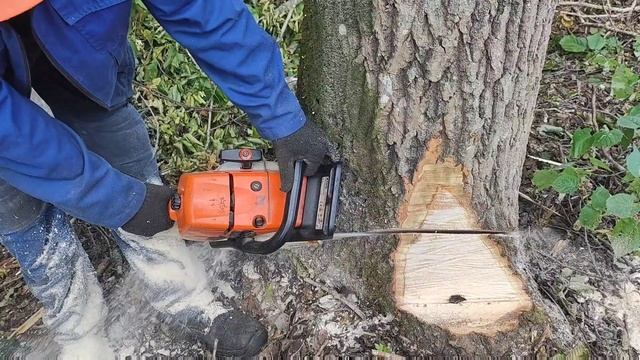 Валка леса профессиональная Валка дерева от Lesorub Stihl MS 361 смотреть онлайн