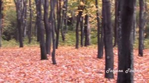 Осень, влюбленная в грусть Эдгар Туниянц Autumn in love with sadness  Edgar Tuniyants