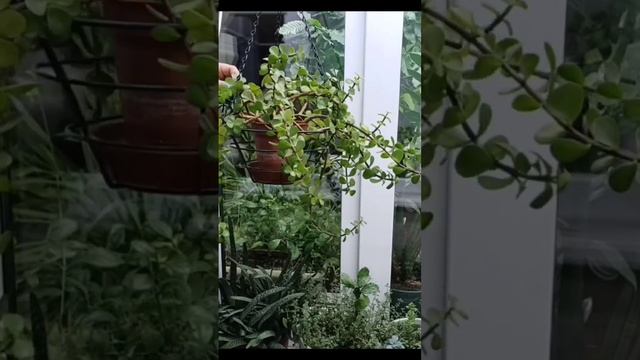 Портулакария Афра/ Формируем портулакарию ампелем #plants #succulent #растения #суккуленты смотреть онлайн
